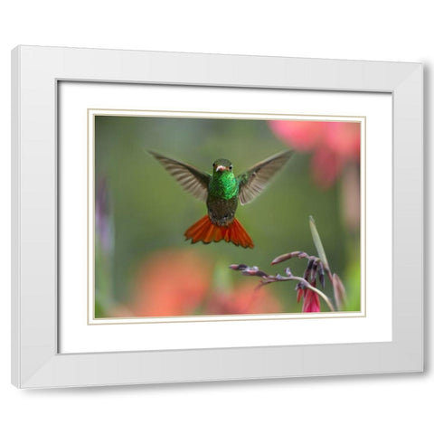 Rufous Tailed Hummingbird White Modern Wood Framed Art Print with Double Matting by Fitzharris, Tim
