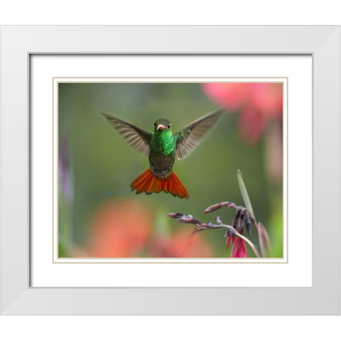 Rufous Tailed Hummingbird White Modern Wood Framed Art Print with Double Matting by Fitzharris, Tim