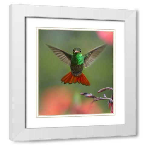 Rufous Tailed Hummingbird White Modern Wood Framed Art Print with Double Matting by Fitzharris, Tim