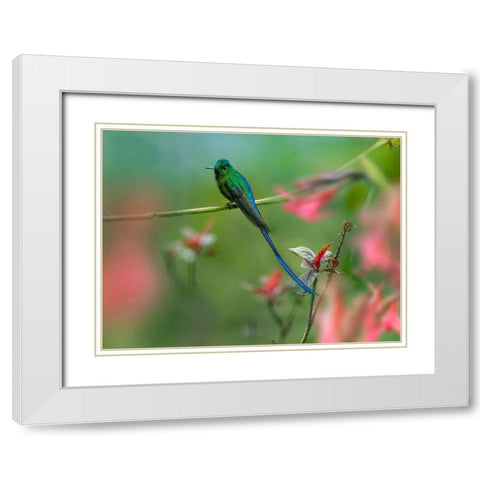 Long Tailed Sylph Hummingbird White Modern Wood Framed Art Print with Double Matting by Fitzharris, Tim