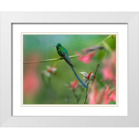 Long Tailed Sylph Hummingbird White Modern Wood Framed Art Print with Double Matting by Fitzharris, Tim