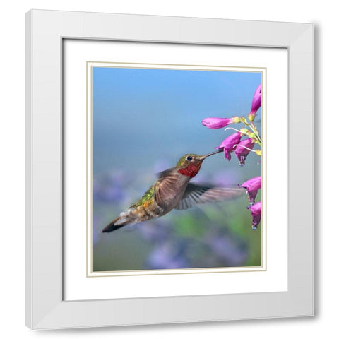 Broad Tailed Hummingbird White Modern Wood Framed Art Print with Double Matting by Fitzharris, Tim