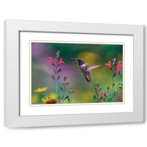 Black Chinned Hummingbird on Desert Penstemon White Modern Wood Framed Art Print with Double Matting by Fitzharris, Tim