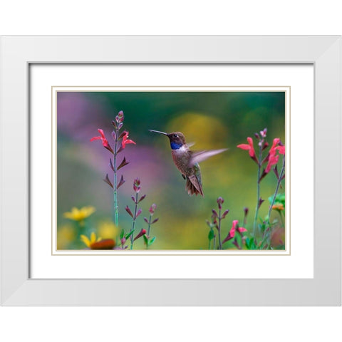 Black Chinned Hummingbird on Desert Penstemon White Modern Wood Framed Art Print with Double Matting by Fitzharris, Tim