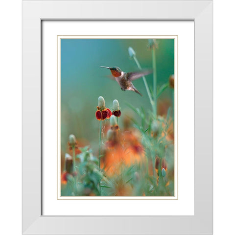 Ruby Throated in Mexican Hat Wildflowers White Modern Wood Framed Art Print with Double Matting by Fitzharris, Tim
