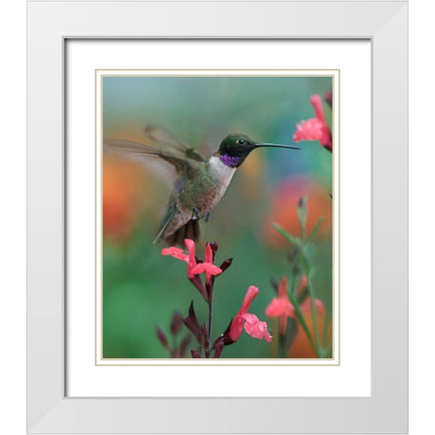 Black Chinned Hummingbird White Modern Wood Framed Art Print with Double Matting by Fitzharris, Tim