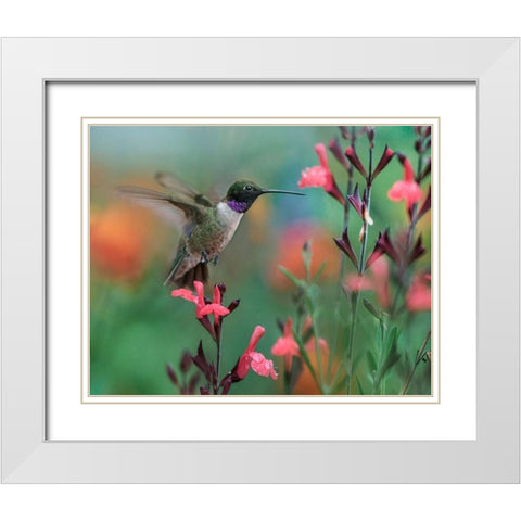 Black Chinned Hummingbird White Modern Wood Framed Art Print with Double Matting by Fitzharris, Tim