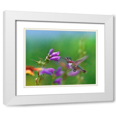 Caliope Hummingbird feeding at Penstemon White Modern Wood Framed Art Print with Double Matting by Fitzharris, Tim