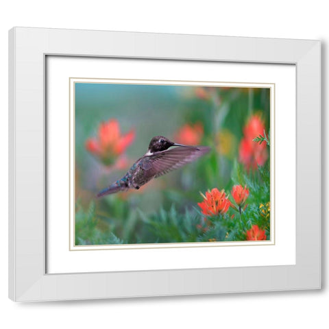 Black Chinned Hummingbird with Indian Paintbrush White Modern Wood Framed Art Print with Double Matting by Fitzharris, Tim