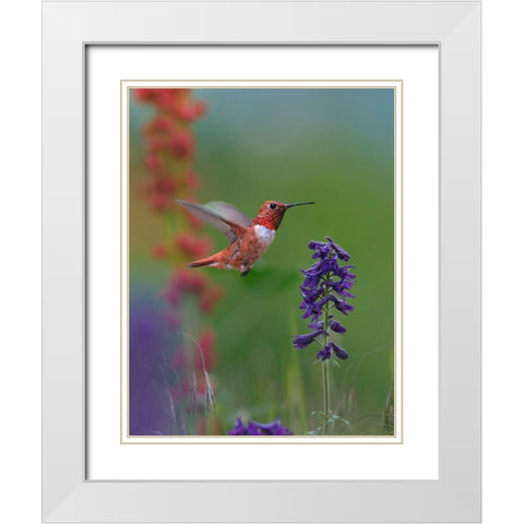 Rufous Hummingbird Hill Country White Modern Wood Framed Art Print with Double Matting by Fitzharris, Tim