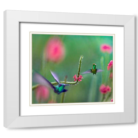 Tifted Coquette Hummingbird White Modern Wood Framed Art Print with Double Matting by Fitzharris, Tim