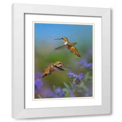 Broad Tailed Hummingbird White Modern Wood Framed Art Print with Double Matting by Fitzharris, Tim