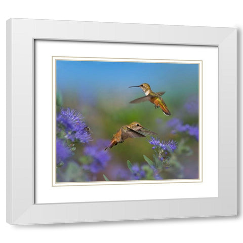 Broad Tailed Hummingbirds White Modern Wood Framed Art Print with Double Matting by Fitzharris, Tim