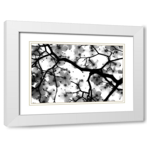 Dogwood White Modern Wood Framed Art Print with Double Matting by Wright, Sarah