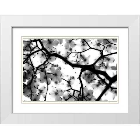 Dogwood White Modern Wood Framed Art Print with Double Matting by Wright, Sarah