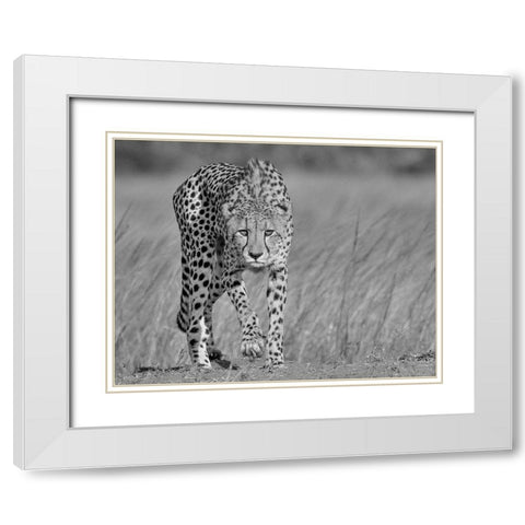 Focused predator White Modern Wood Framed Art Print with Double Matting by Marx, Jaco