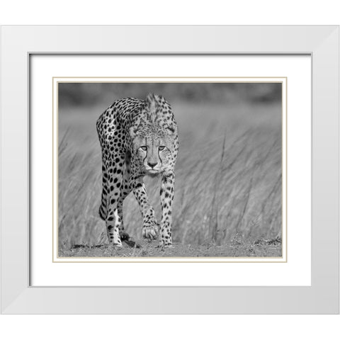 Focused predator White Modern Wood Framed Art Print with Double Matting by Marx, Jaco