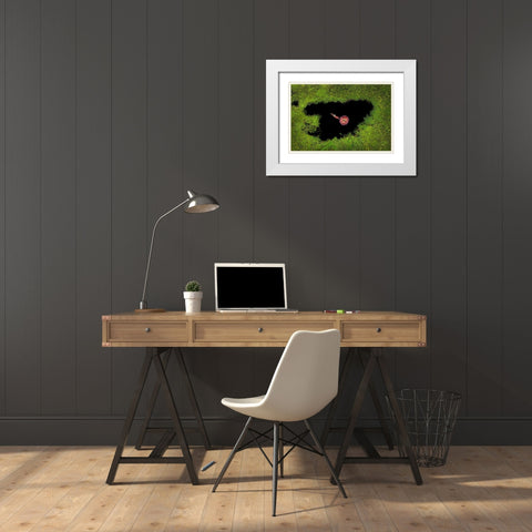 Harvesting Waterlily White Modern Wood Framed Art Print with Double Matting by Adikary, Sujon