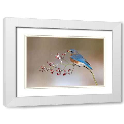 Blue Bird in Winter White Modern Wood Framed Art Print with Double Matting by Chen, Jia