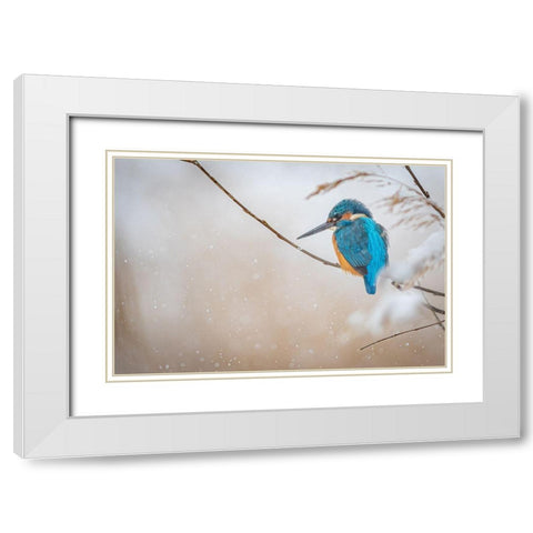 Common Kingfisher White Modern Wood Framed Art Print with Double Matting by Vasilev, Yordan