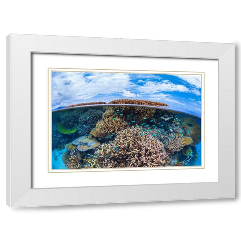 Split level from Mayotte reef White Modern Wood Framed Art Print with Double Matting by Gabriel, Barathieu