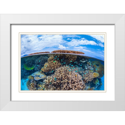 Split level from Mayotte reef White Modern Wood Framed Art Print with Double Matting by Gabriel, Barathieu