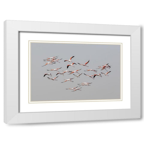 Greater Flamingos in flight White Modern Wood Framed Art Print with Double Matting by Rublina, Natalia