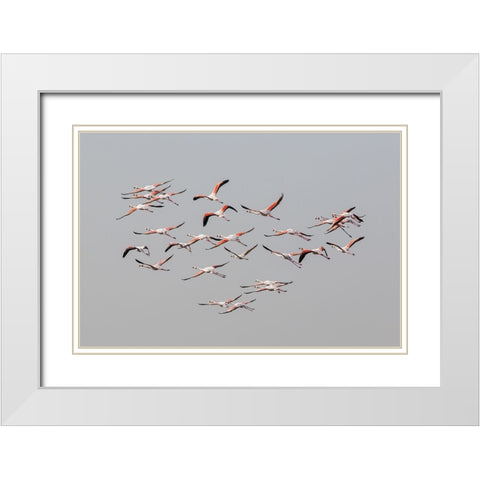Greater Flamingos in flight White Modern Wood Framed Art Print with Double Matting by Rublina, Natalia