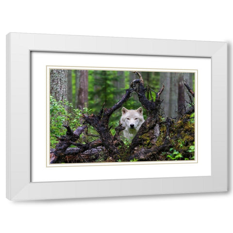 Wolf White Modern Wood Framed Art Print with Double Matting by Centioli, Mike