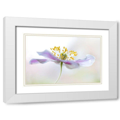 Wood Anemone White Modern Wood Framed Art Print with Double Matting by Disher, Mandy