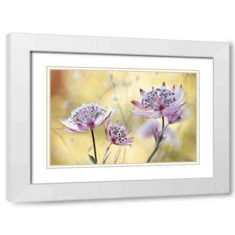 Astrantia Major White Modern Wood Framed Art Print with Double Matting by Disher, Mandy