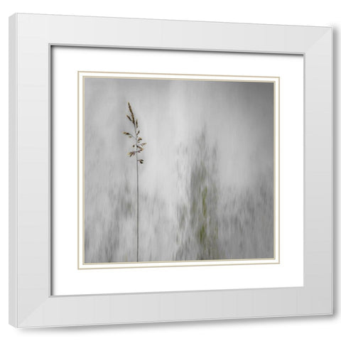 blade of grass White Modern Wood Framed Art Print with Double Matting by Claes, Gilbert