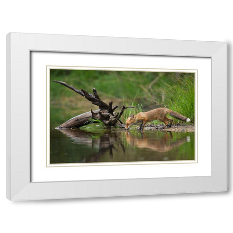 Red Fox White Modern Wood Framed Art Print with Double Matting by Zygmunt, Milan