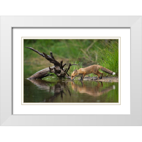 Red Fox White Modern Wood Framed Art Print with Double Matting by Zygmunt, Milan