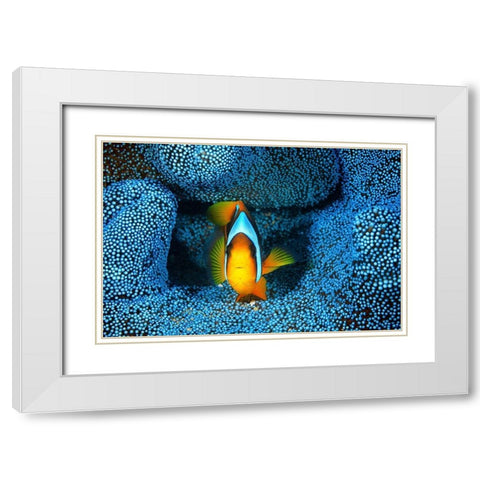 Clownfish in blue anA©mon White Modern Wood Framed Art Print with Double Matting by Gabriel, Barathieu