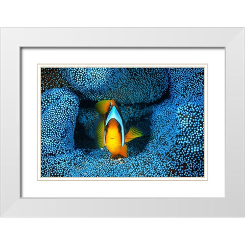 Clownfish in blue anA©mon White Modern Wood Framed Art Print with Double Matting by Gabriel, Barathieu