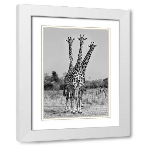 Giraffes Three White Modern Wood Framed Art Print with Double Matting by Ortega, Xavier