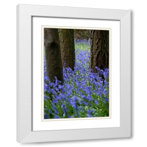 Bluebell Wood l White Modern Wood Framed Art Print with Double Matting by Lambert, Tom