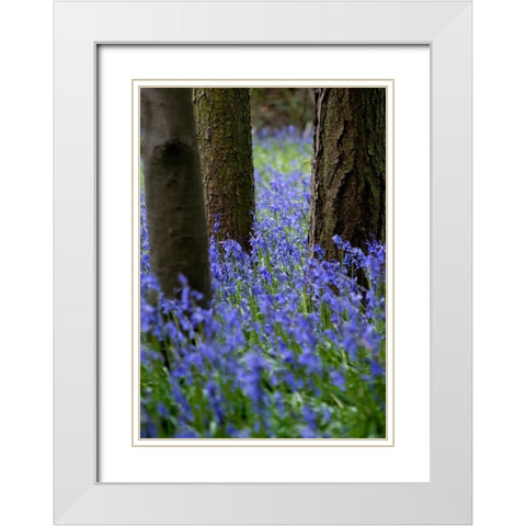 Bluebell Wood l White Modern Wood Framed Art Print with Double Matting by Lambert, Tom