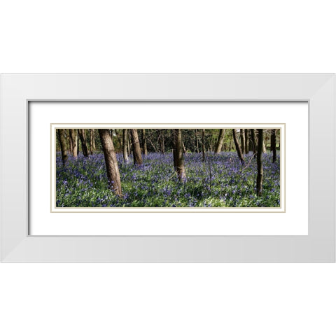 Bluebell Wood lI White Modern Wood Framed Art Print with Double Matting by Lambert, Tom