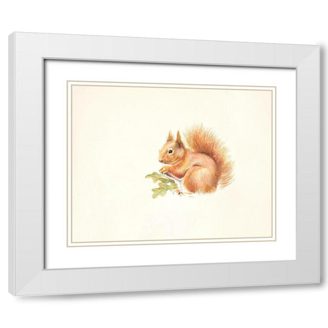 Red Squirrel White Modern Wood Framed Art Print with Double Matting by Mayes, Hilary
