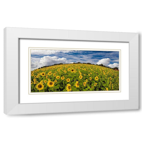Sonnenblumenwelt White Modern Wood Framed Art Print with Double Matting by Fischer, Rolf