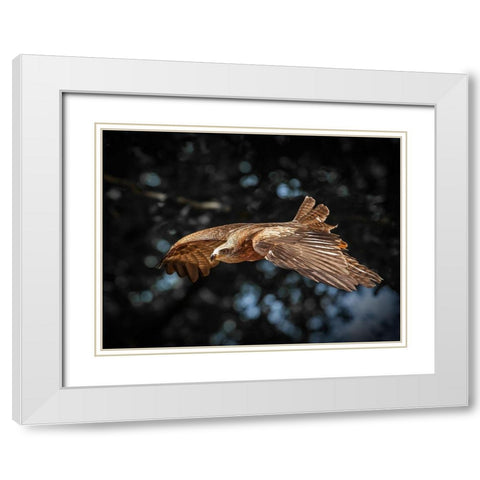 Red Kite flies White Modern Wood Framed Art Print with Double Matting by Ronin