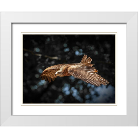 Red Kite flies White Modern Wood Framed Art Print with Double Matting by Ronin