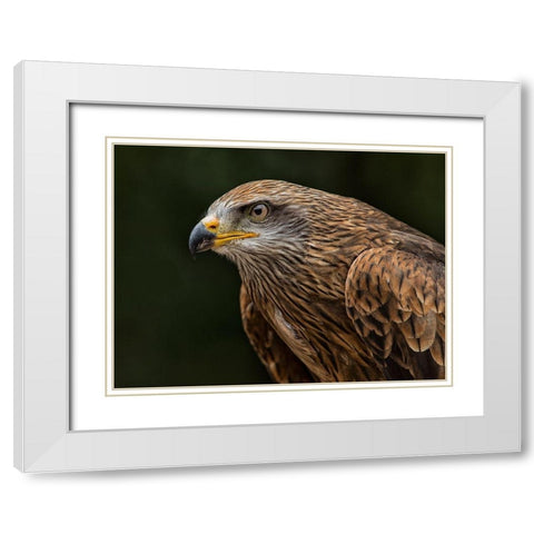 Red Kite White Modern Wood Framed Art Print with Double Matting by Ronin