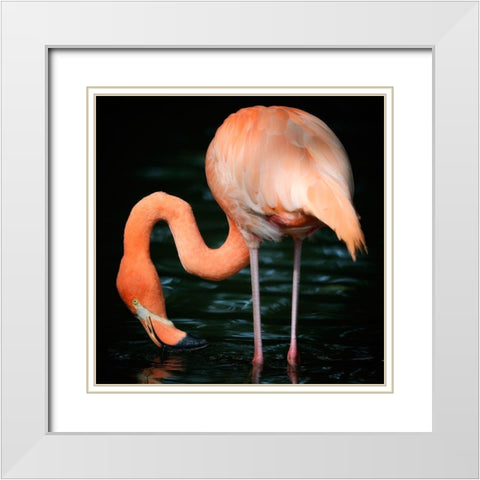 Flamingo White Modern Wood Framed Art Print with Double Matting by Steger, Uwe