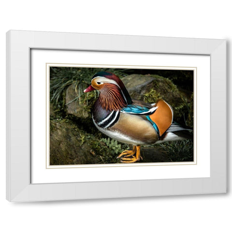 Manderin Duck White Modern Wood Framed Art Print with Double Matting by Ronin
