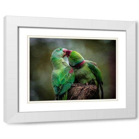 Green Parrot I White Modern Wood Framed Art Print with Double Matting by Ronin