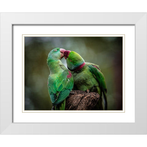 Green Parrot I White Modern Wood Framed Art Print with Double Matting by Ronin