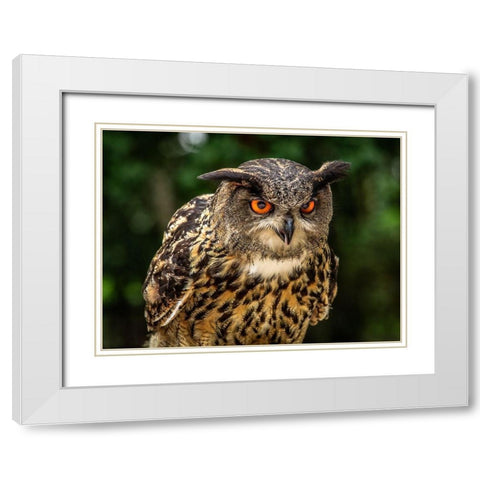 OE Oe Owl White Modern Wood Framed Art Print with Double Matting by Ronin